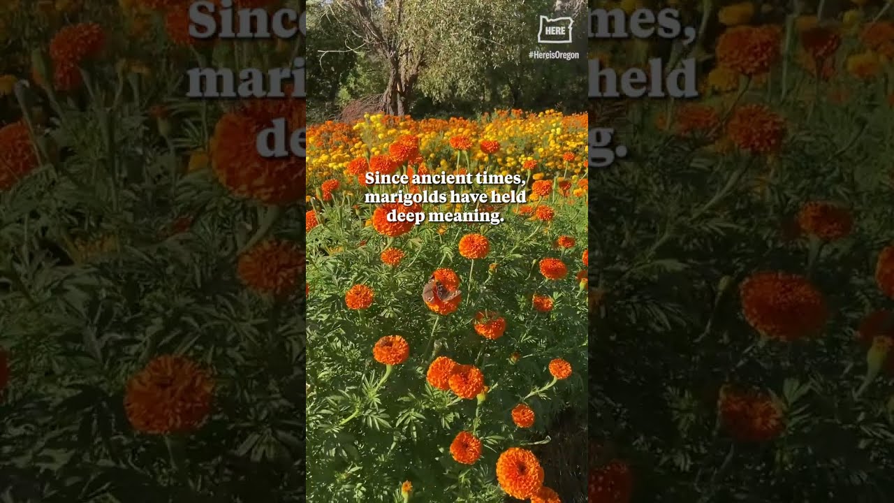 Oregon-grown marigolds brighten weddings, Day of the Dead, Diwali celebrations