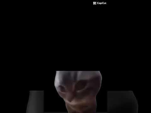 Chipi Chpia Dupi Dapa Dapa 