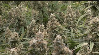 27 Investigates: 4 years of medical marijuana in Ohio