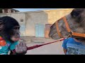 Шимпанзе Боня кормит верблюда | Дан Запашный в Омском цирке