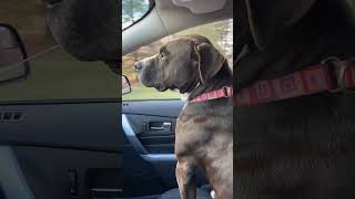 Its A Beautiful Day Vinny Loves Car Rides