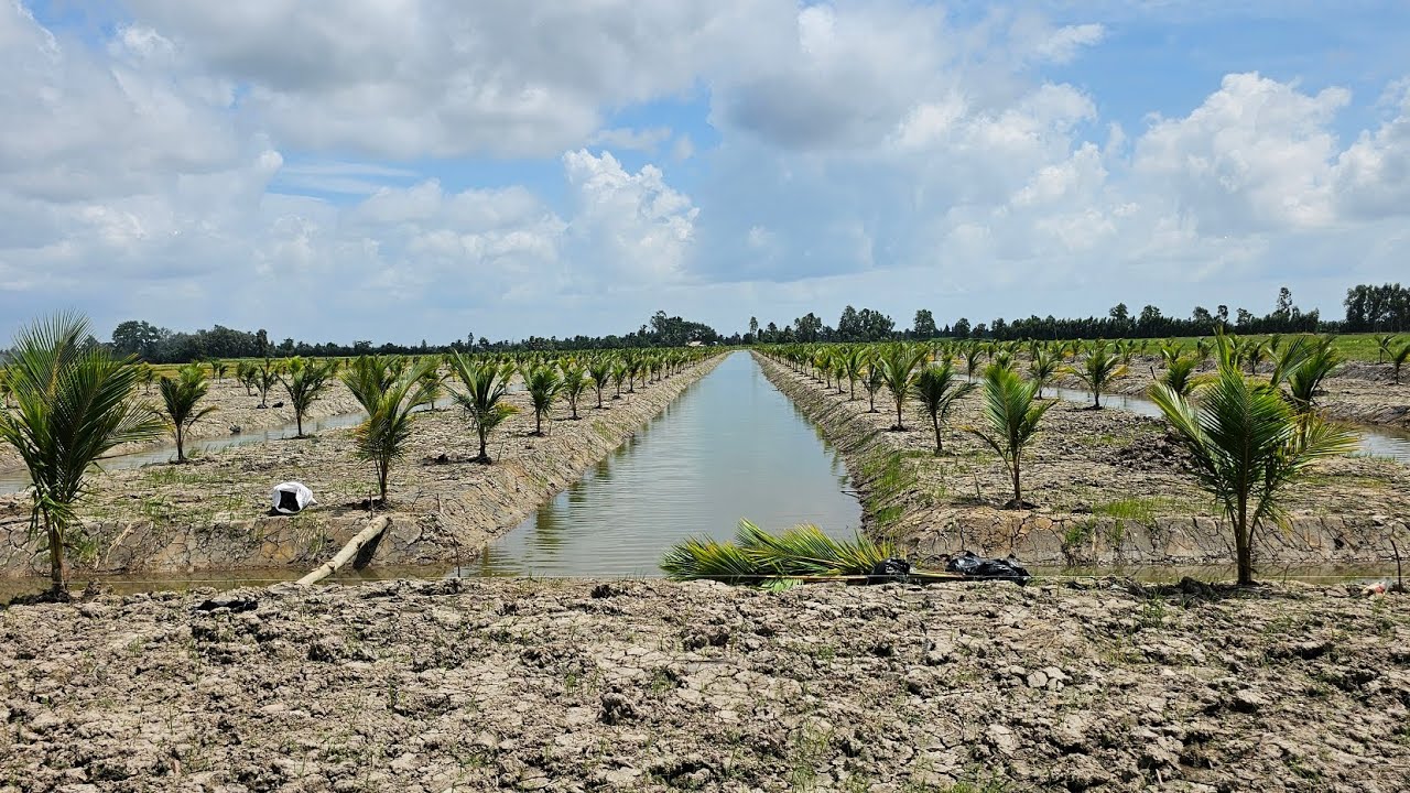 Trồng gần 1000cây dừa lở mã lai đỏ siêu trái tại Sóc Trăng