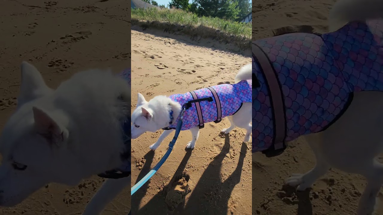 Husky Mermaid Says NO Swimming 