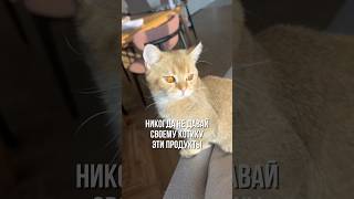 Это те самые витамины для стерилизованных кошек, о которых я говорила в видео 🐱 #WW387112