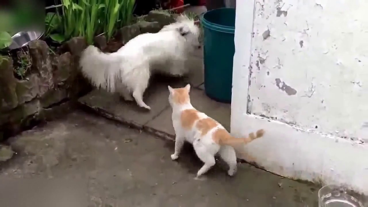 Dogs Afraid of Cats Compilation YouTube