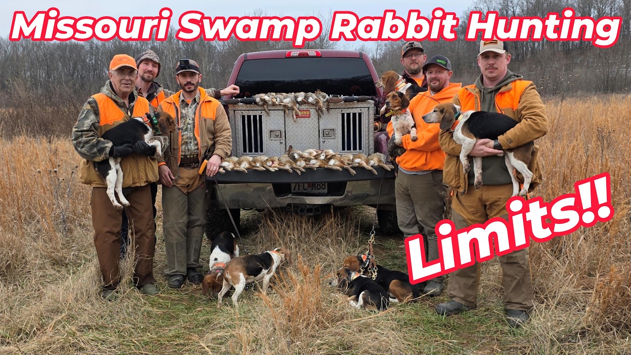 Missouri Swamp Rabbit Hunting Limits with beagles Feb 8th 2026 - YouTube