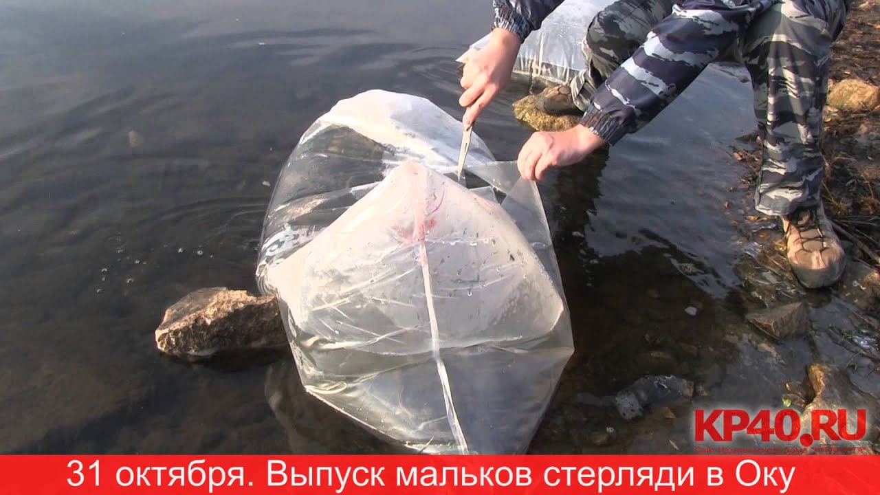 Восьмиклоп в оку