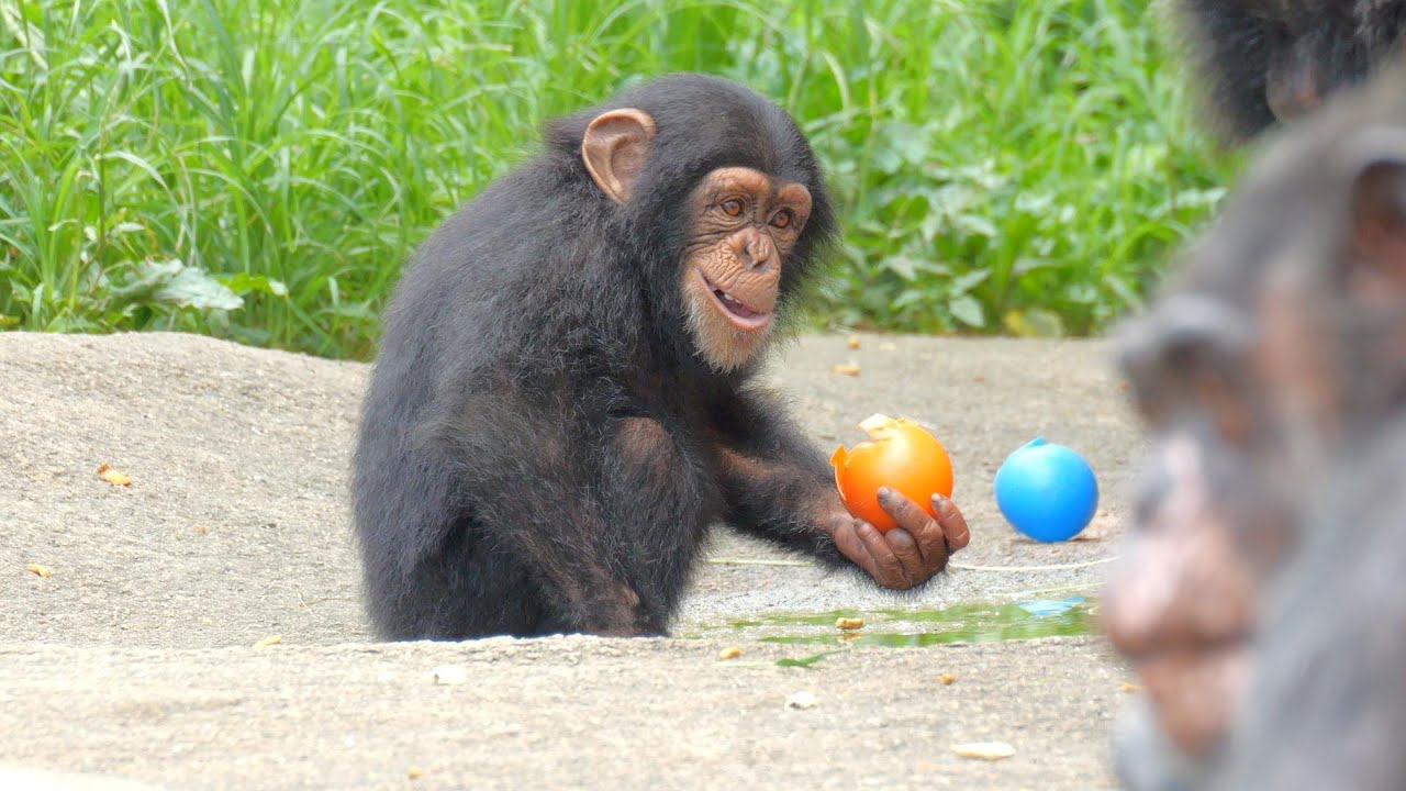 「一度手にしたおやつは、そのチンパンジーのもの」チヨちゃん　かみね動物園　チンパンジー　202407