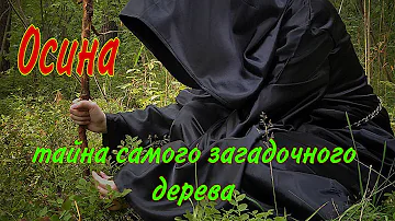 Осина. Секрет самого загадочного дерева.