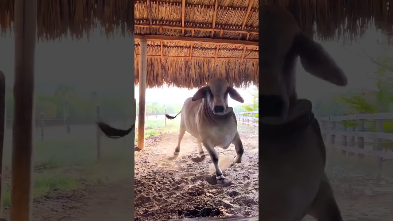 Toro brahman gris puro