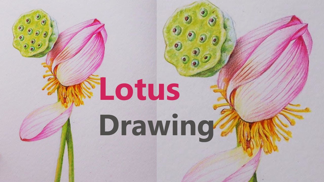 Рисунок цветка и плода лотоса, выполненный цветными карандашами.