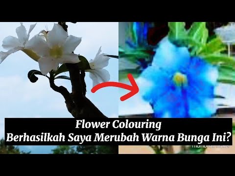Video: Cara Mengubah Warna Bunga