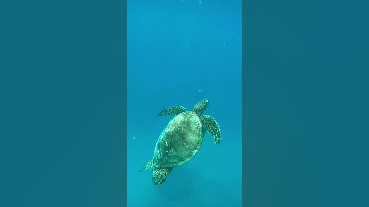 Swimming with the TURTLES