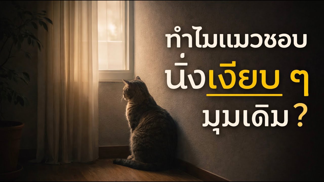ทำไมแมวชอบนั่งเงียบ ๆ มุมเดิม
