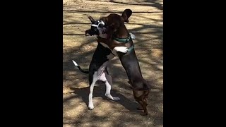 Boston Terrier Plays with Mini Dachshund .