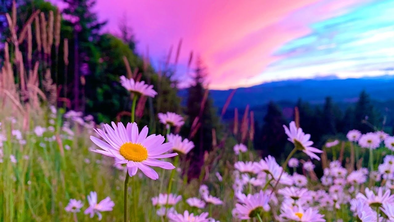 Springtime Wilderness, Beautiful Relaxing Music, Peaceful Soothing Instrumental Music, by Tim Janis
