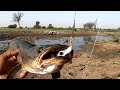 तपती धूप में दिनभर शिकार करना अपने बस की बात नहीं 🥵🥵 Snakehead catch and cook