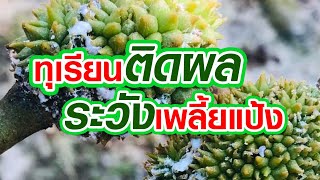 ทุเรียนติดผล ระวังเพลี้ยแป้ง #ฅนเกษตร #สารกำจัดเพลี้ยแป้ง #สารกำจัดราดำ #ราดำทุเรียน