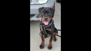 5 Month Old Rottweiler Puppy Obedience