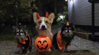 Howl-O-Ween: Protect Your Pets