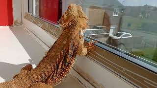 when my bearded dragon sees his reflection for the first time. Confused much.