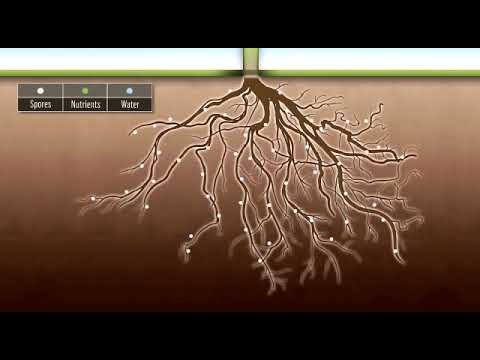 Video: Paano Maayos Na Pakainin Ang Mga Makahoy Na Panloob Na Halaman; Ilang Mga Salita Tungkol Sa Mycorrhiza