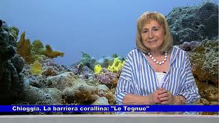 Chioggia: la barriera corallina Le Tegnue a cura di Marisa Sottovia  04.08.2023