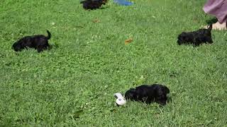 Yorkie Mix Puppies For Sale