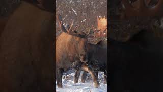 Bull moose at power line pass, Alaska