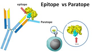 In Silico Prediction And 3D Model Ysis Of Potential Epitope Of Heat Shock