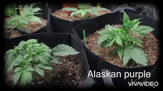 Autoflowers, photoperiod / Update on the grow tent #tntgenetics #hibredseed #innovatingplantproducts