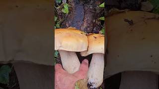 Fall King Boletes 2023. Day 2 #foraging #ceps #porcini #wildmushrooms #pennybun  #bolete