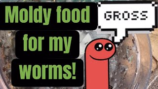Moldy food for my worms!!