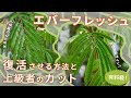 【春の光がオススメ!】水切れした? エバーフレッシュの復活見極め方法と上級者カット術