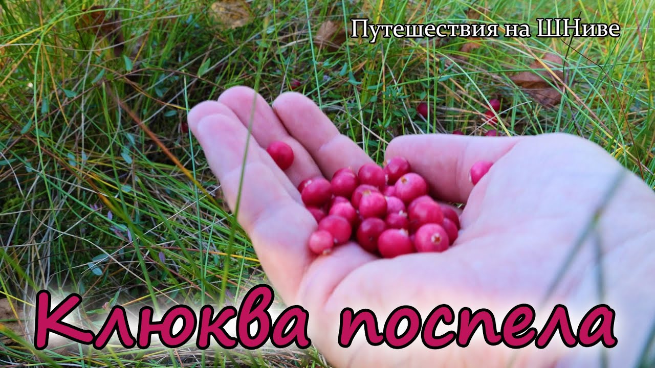 22 сентября, Лотошинский район. За клюквой и грибами.