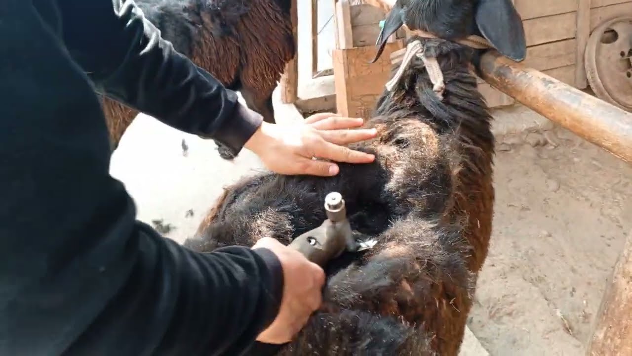 Qoʼy Yungini olish uchun mashinka☎️ #950760305#