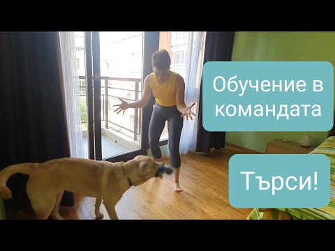 Видео: Забавни игри за преподаване на кучета