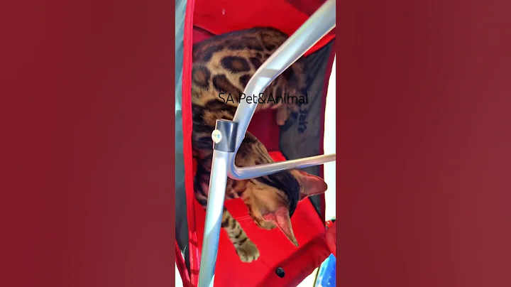 Video 11727641: bengal cat cute kittens, golden bengal kitten, bengal kittens love