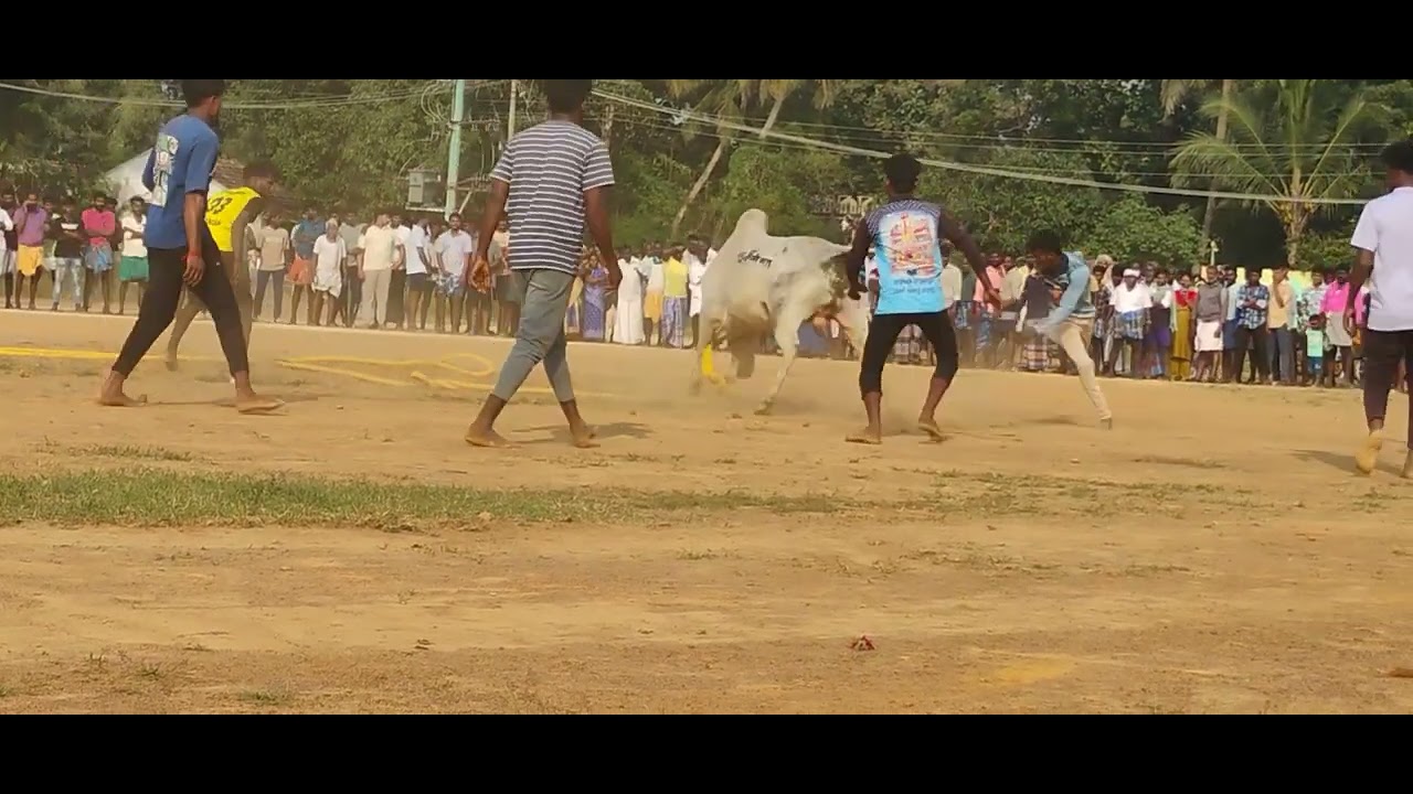 குருங்குளம் ஸ்ரீ வேத முத்து மாரியம்மன் குழு வீரர்கள் VS MS சின்னா காளை