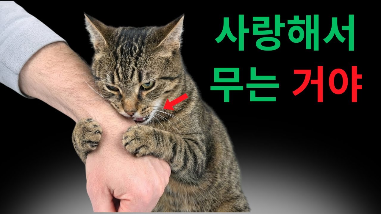 고양이가 진심으로 사랑하는 인간에게만 하는 7가지 행동!