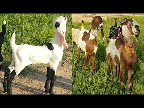Punjabi Female Goats At Vishu Bhai Farm