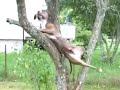 Собака лазит по деревьям