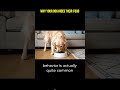 PetGuide Post - Dogs Hiding Food: Ever wonder why your pup is stashing treats? 🐾
