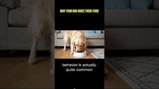 Petguide Post - Dogs Hiding Food Ever Wonder Why Your Pup Is Stashing Treats?