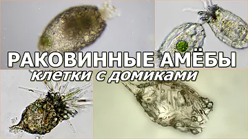 РАКОВИННЫЕ АМЁБЫ - Клетки с домиками