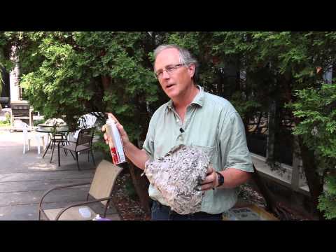 How to remove a wasp nest with insecticidal spray