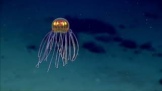 Mariana 2016 - Jellyfish at Enigma Seamount (no sound)