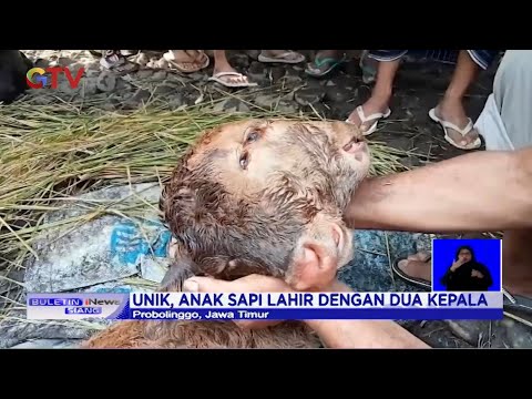 Video: Anak Lembu Berkepala Dua Tanpa Tanda-tanda Seks Dilahirkan Di Azerbaijan - Pandangan Alternatif