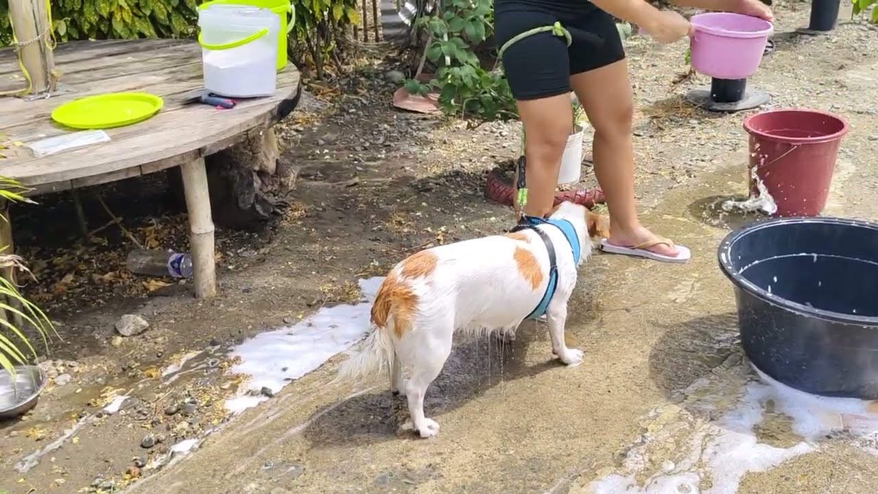 DUMATING si mem kaya maligo na Sila 😂 #bath #dogs 
