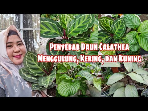 Video: Mengapa Daun Calathea Kering? Apa Yang Perlu Dilakukan Sekiranya Daun Calathea Berubah Menjadi Kuning Dan Melengkung?